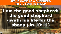 Shepherd Died For His Sheep