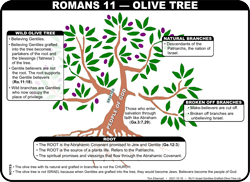 Romans 11 Olive Tree